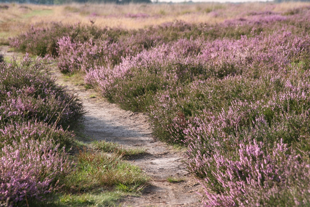 Stikstofbeleid moet meer bijdragen aan natuurherstel