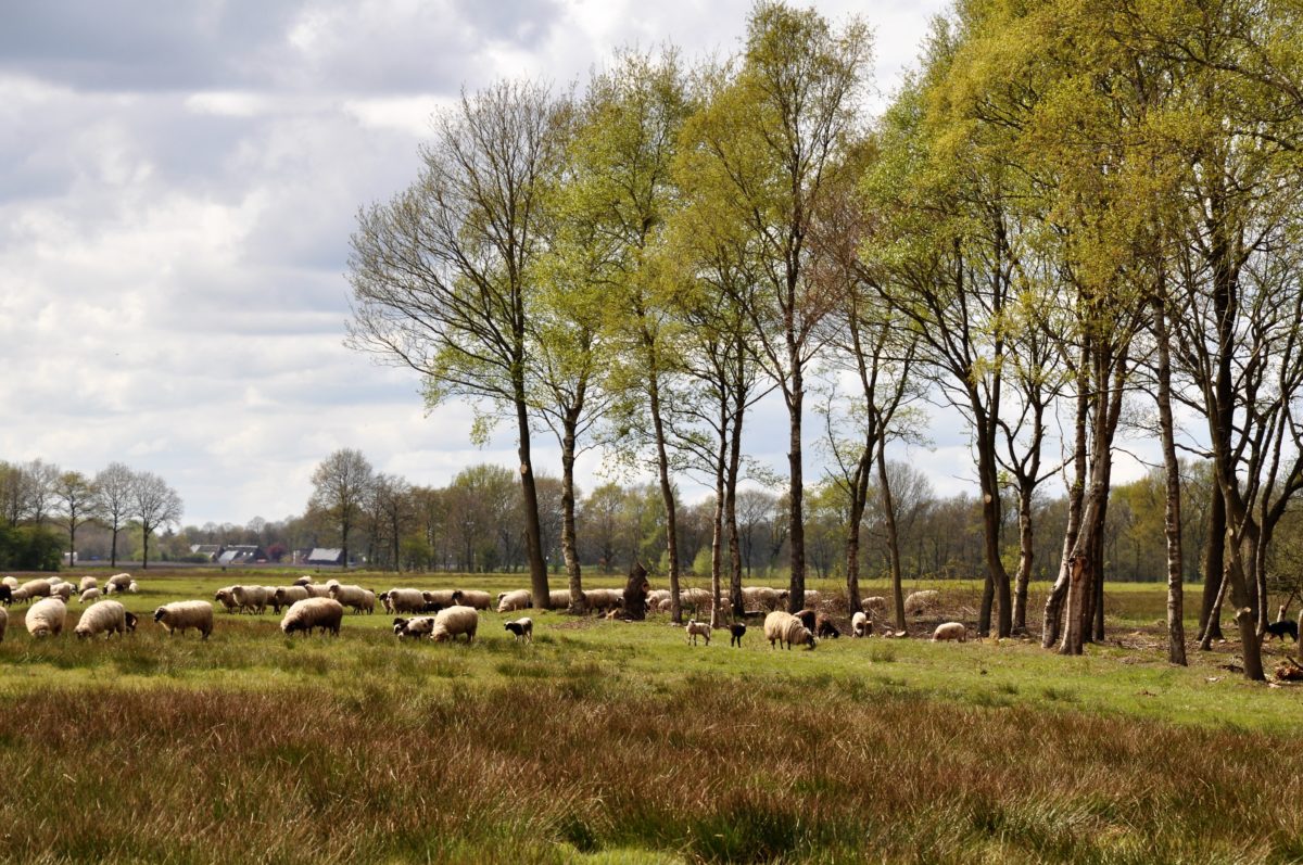 Wetsvoorstel stikstof biedt schijnoplossing