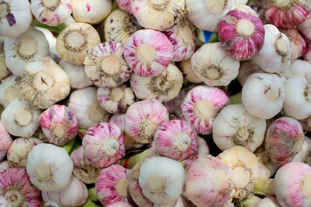 De grootste collectie knoflook van Nederland in Veenhuizen