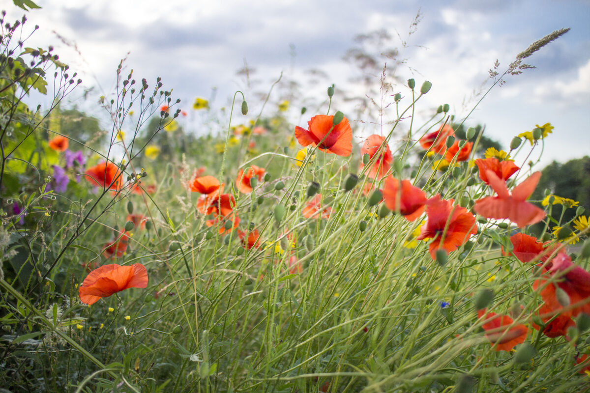 Campagne ‘Maak Grijs Groener’ brengt begrip biodiversiteit tot leven