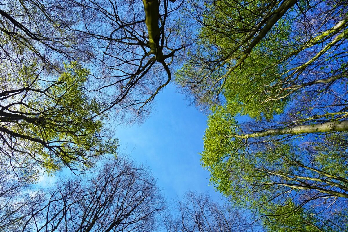 Plan Boom: 10 miljoen bomen door en voor burgers