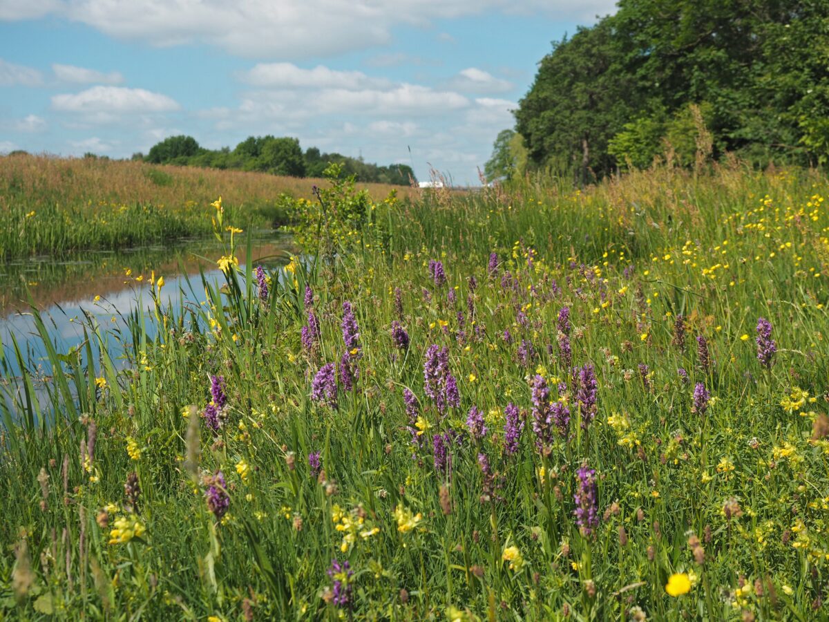 Draaiboek voor bewonersinitatieven biodiversiteit