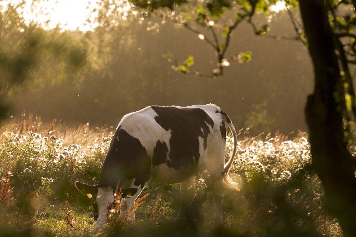 Actieprogramma Agenda Boer, Burger en Biodiversiteit: initiatieven zijn welkom