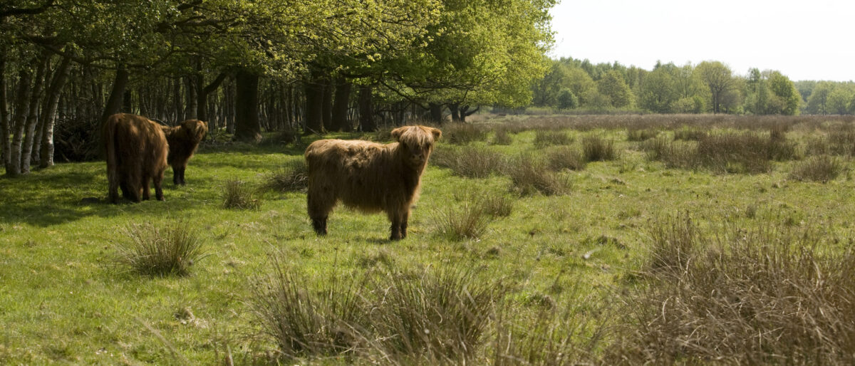Plan van aanpak gezamenlijke natuur- en milieuorganisaties: Benut stikstofcrisis als kans voor natuur en álle Nederlanders