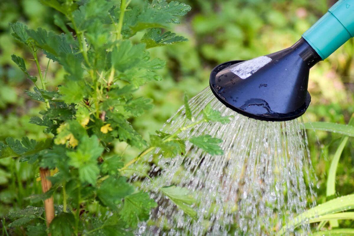 Water besparen in de tuin