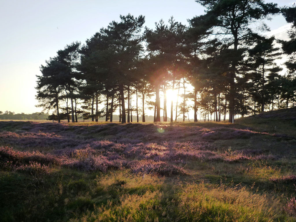 Denk mee over de Green Recovery van Drenthe: hoe komen we duurzaam uit de coronacrisis?