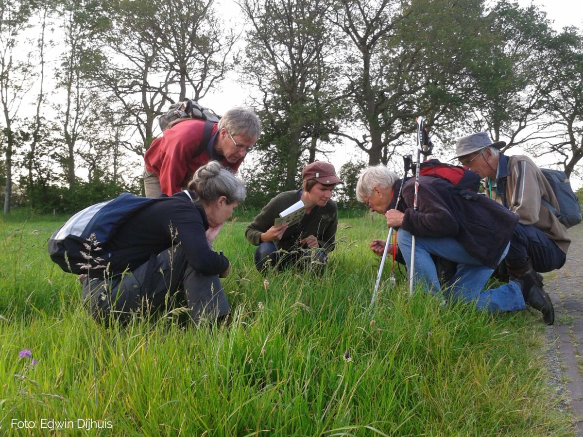 Bermscouts: NMFD biedt ondersteuning bij ecologisch beheer bermen