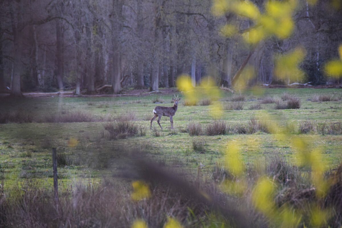 Natuur geen onderwerp bij formatie, groene organisaties vrezen #negeerakkoord