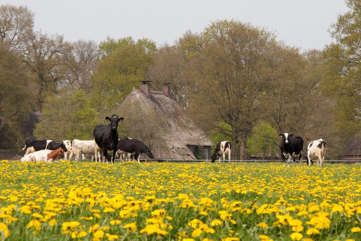 Lancering stichting Drents Agrarisch Erfgoed: samen voor een Drents landschap