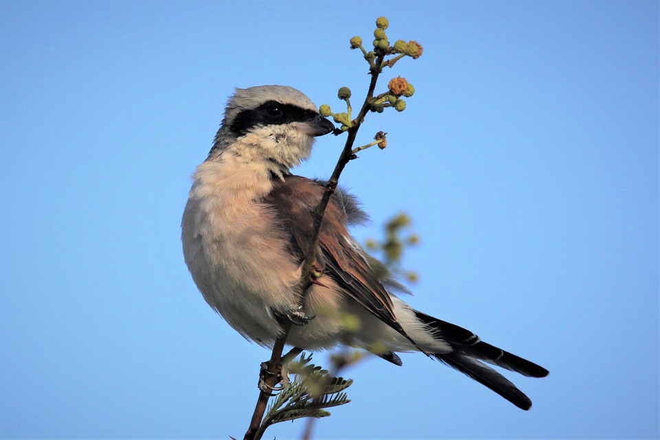 Energietuin Assen-Zuid: vergroting van biodiversiteit kost niks extra