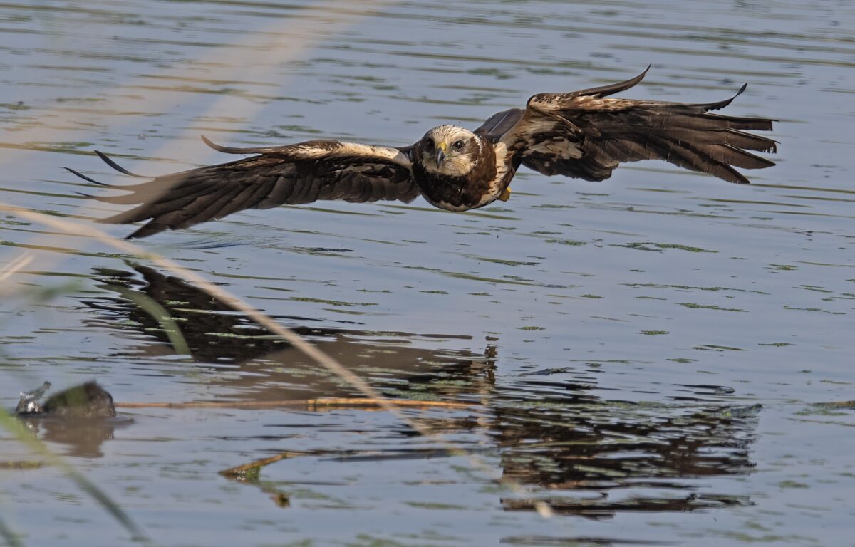 Nederland aantrekkelijker maken voor vogels en vleermuizen én verder met de energietransitie: kan dat?