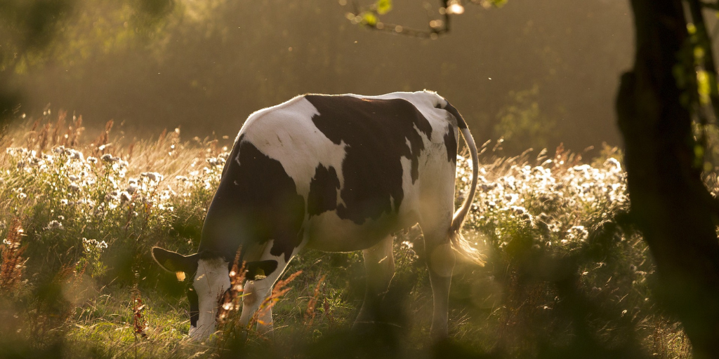 koe in het veld