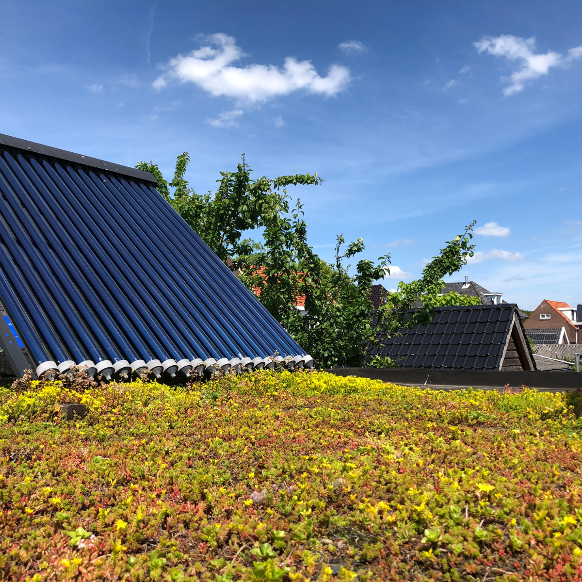 28 januari - Webinar over groene daken