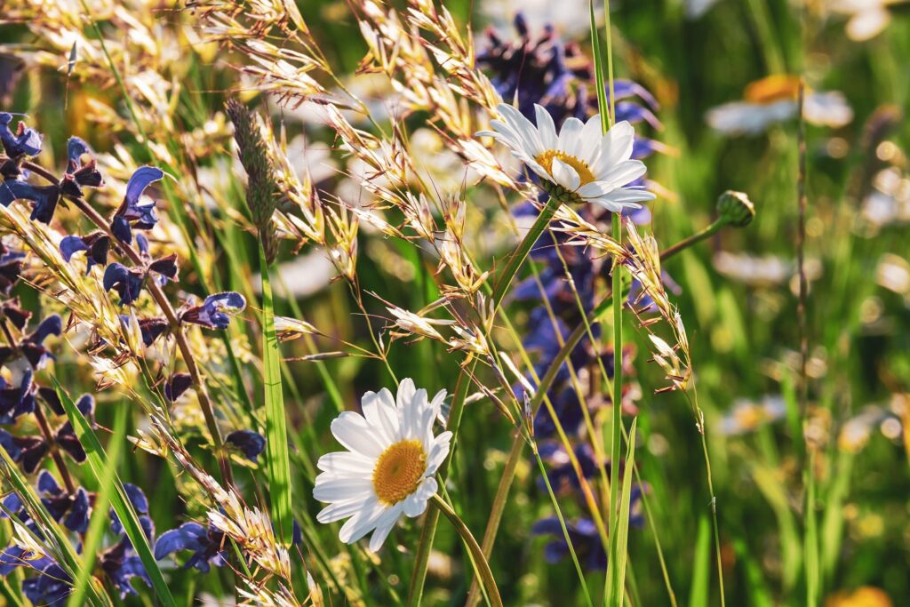 Bloeiende berm met margrieten