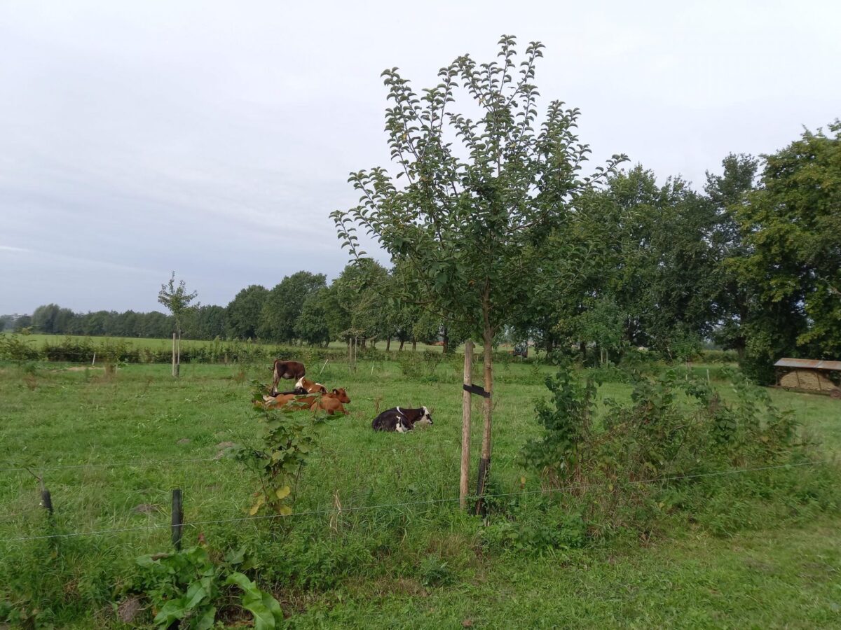 Bomen keren terug op landbouwgrond: agroforestry voor klimaatpositieve zuivel en biodiversiteit