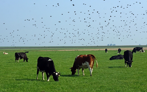 Geen Landbouwakkoord, maar natuurherstel kan niet langer wachten