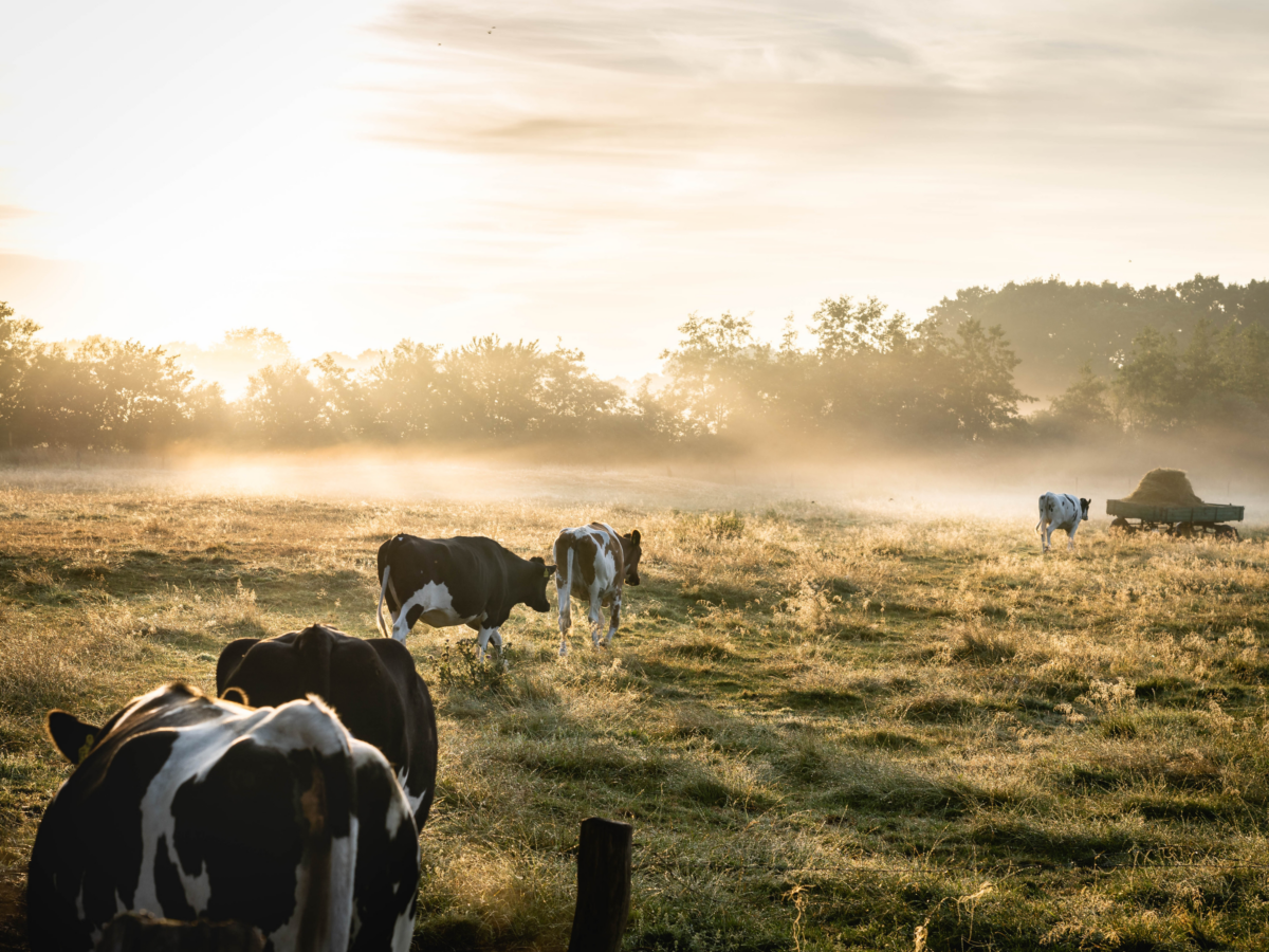 Unieke samenwerking landbouw en natuur leidt tot verduurzaming melkveehouderij in Drenthe