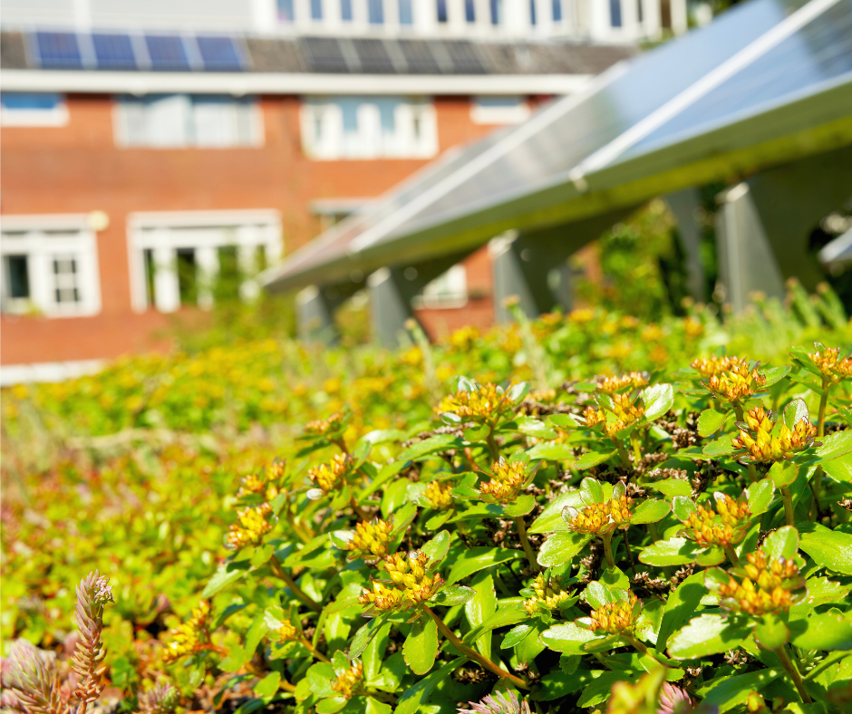 Subsidie voor het vergroenen van tuin of dak