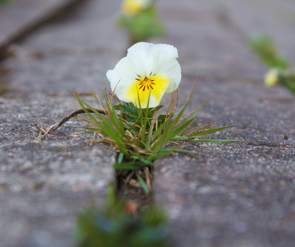 plantje op de stoep