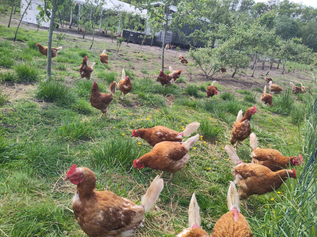 Herenboeren Assen: hoe run je een boerderij met 500 mensen?