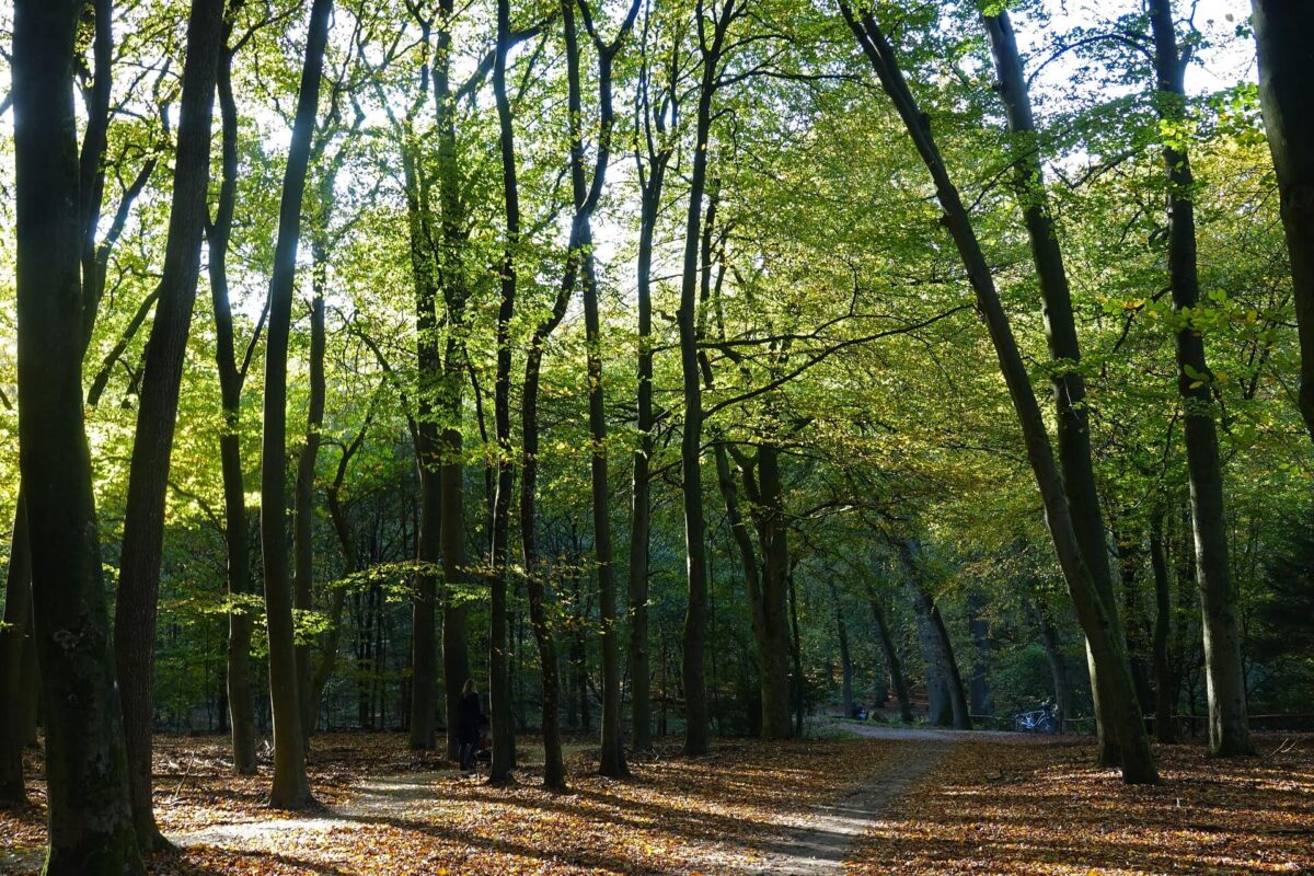 Historisch besluit voor Europese natuur: natuurherstelwet aangenomen