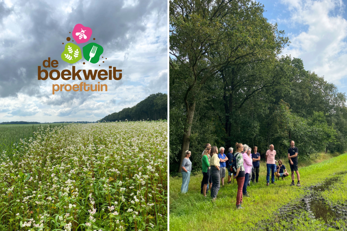 De boekweit proeftuin succesvol gelanceerd