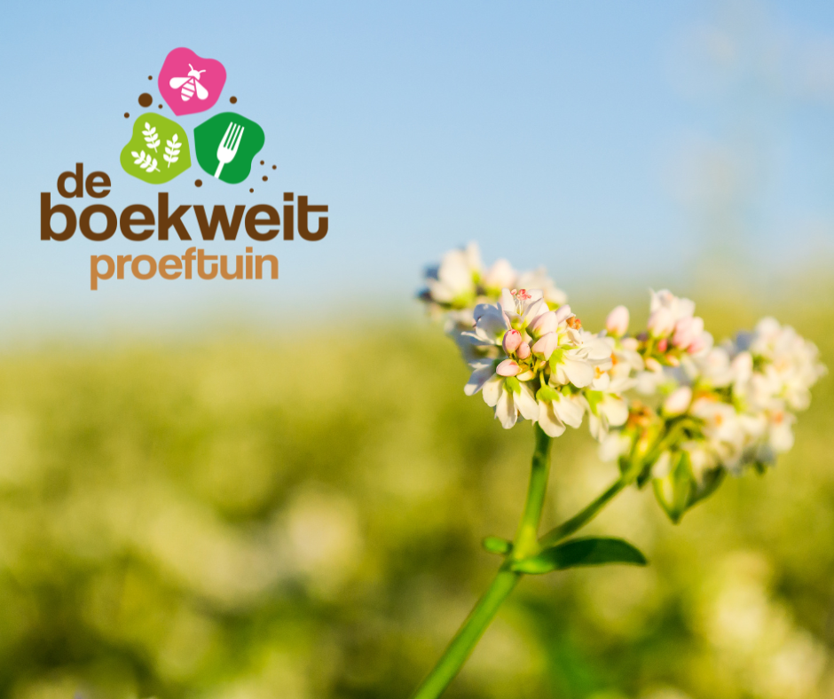 De boekweit proeftuin gaat van start – Kom ook op 10 juli!