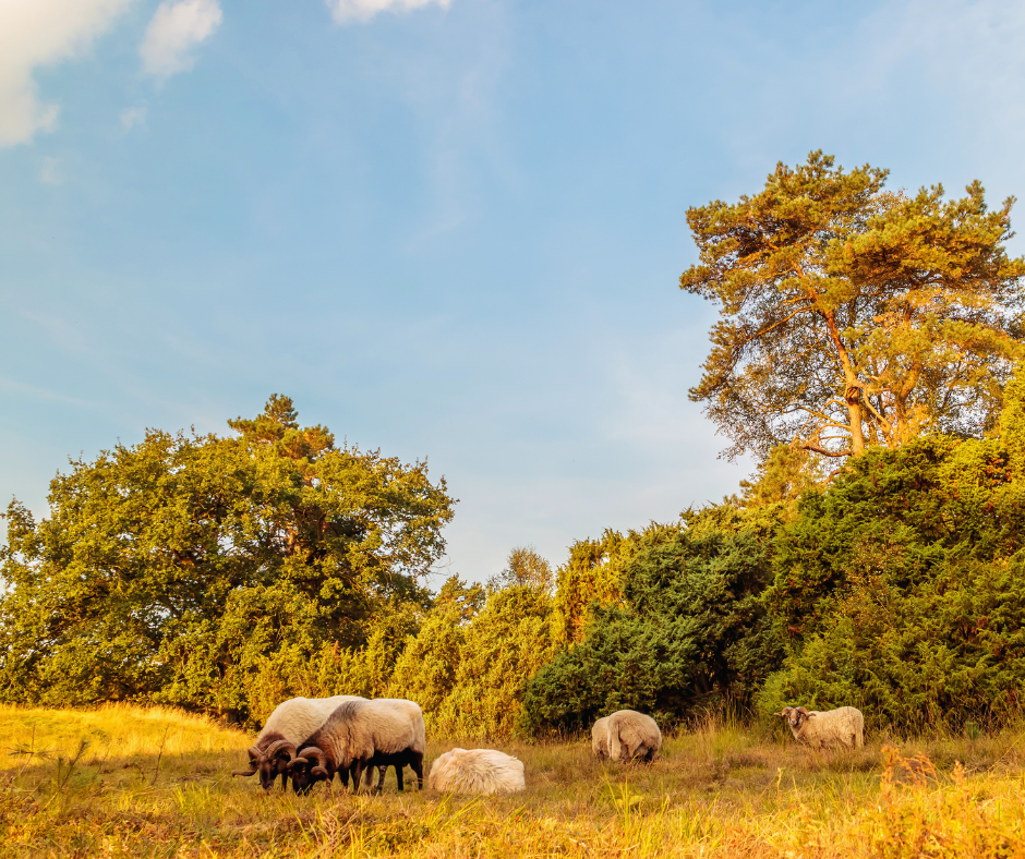 Drenthe kan duurzaam door in onzekere regeringstijden