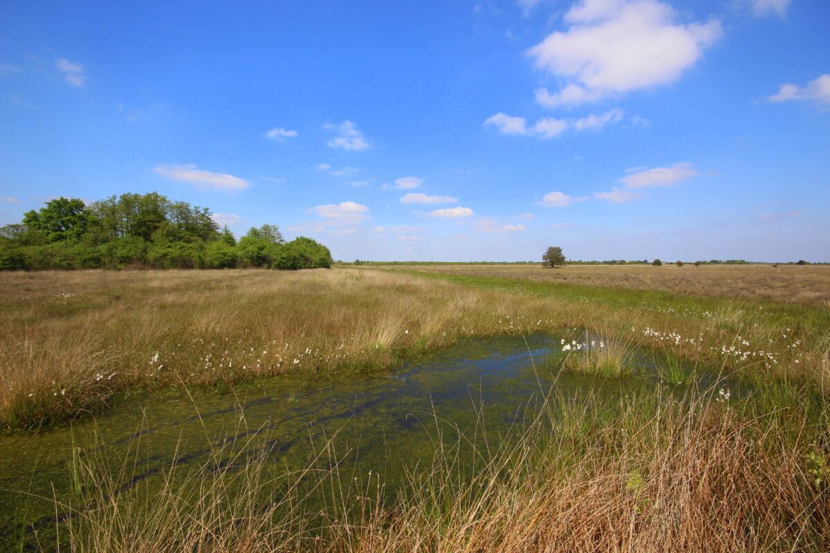 Drentse en Overijsselse natuurorganisaties: waterschap, anticipeer op droogte