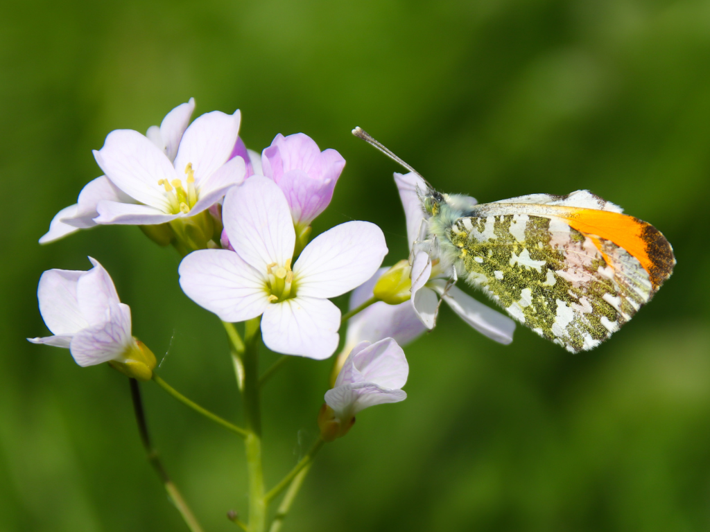 Veldexcursie Basiskwaliteit Natuur Coevorden