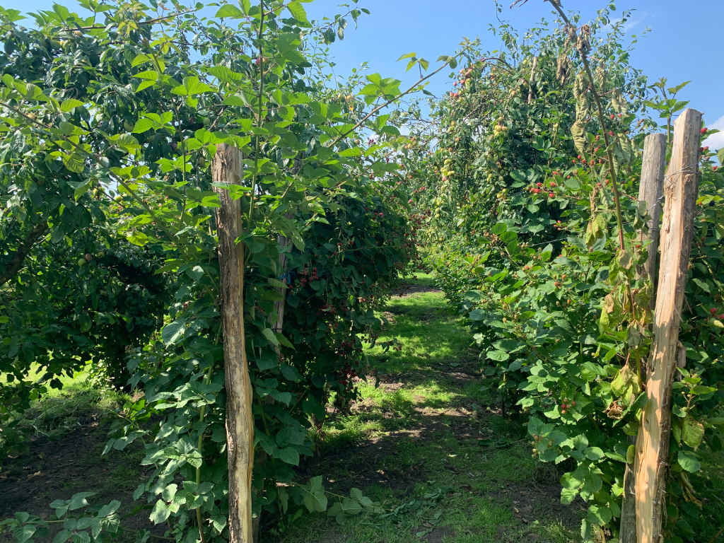 Start Agroforestry Netwerk Drenthe & Save the Date 