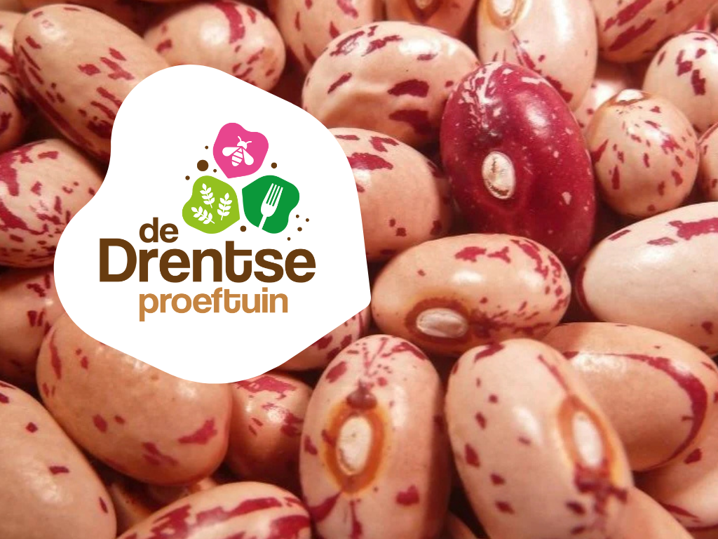 Met de Drentse kievitsboon kies je voor lokaal erfgoed