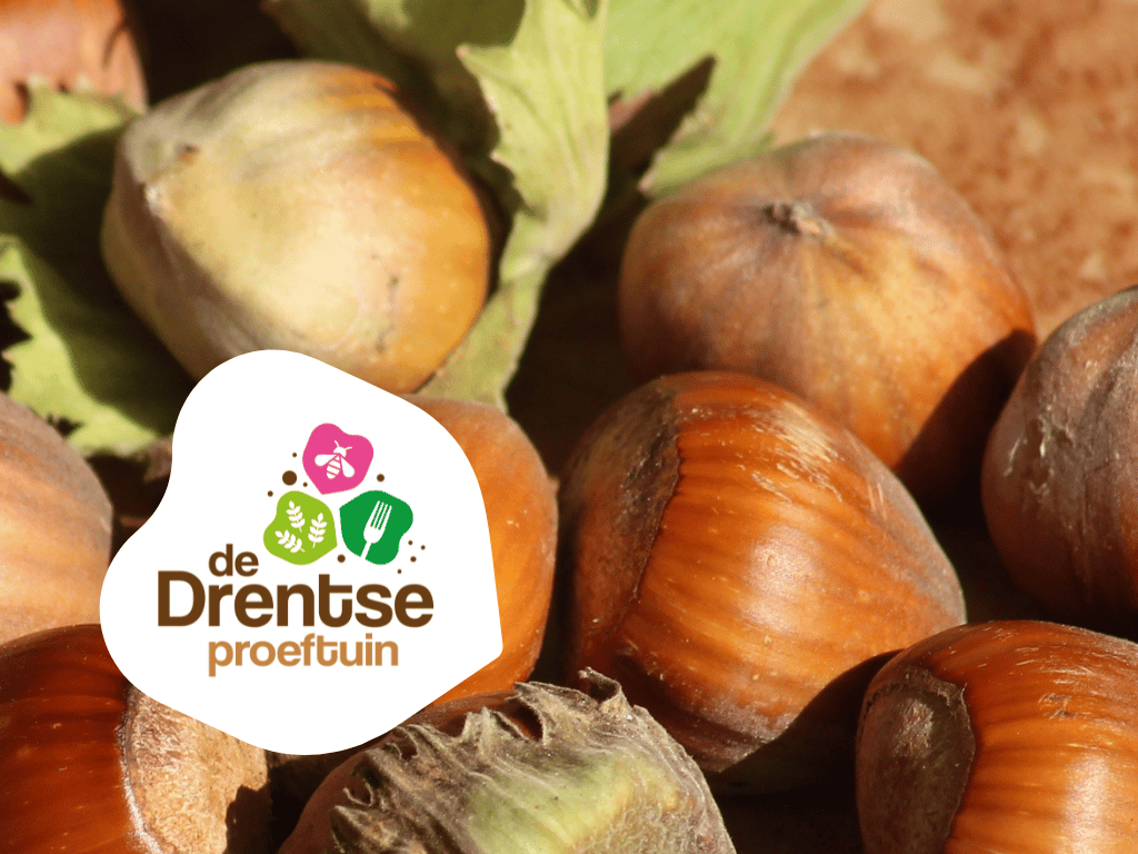 Close-up van hazelnoten met deels groene bladeren passend bij Drentse Proeftuin