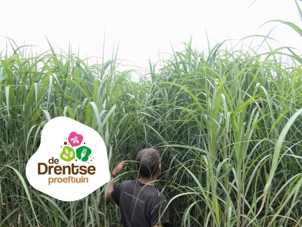 Olifantsgras: Drentse reus in groene innovatie
