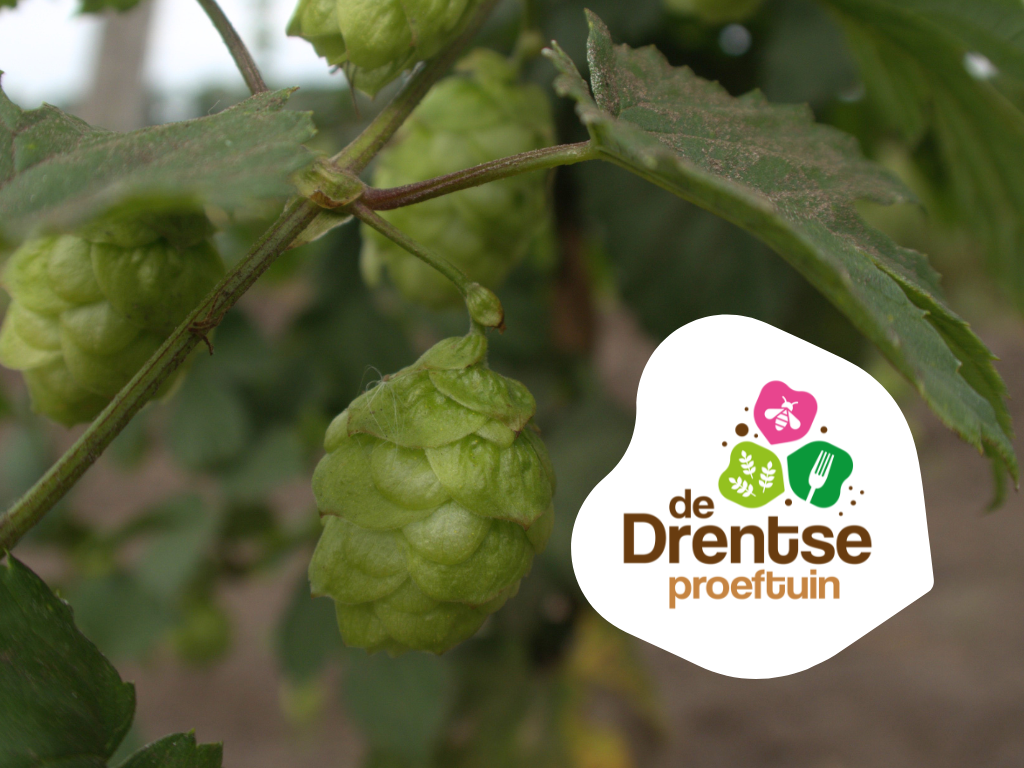 Hop bellen Drentse proeftuin