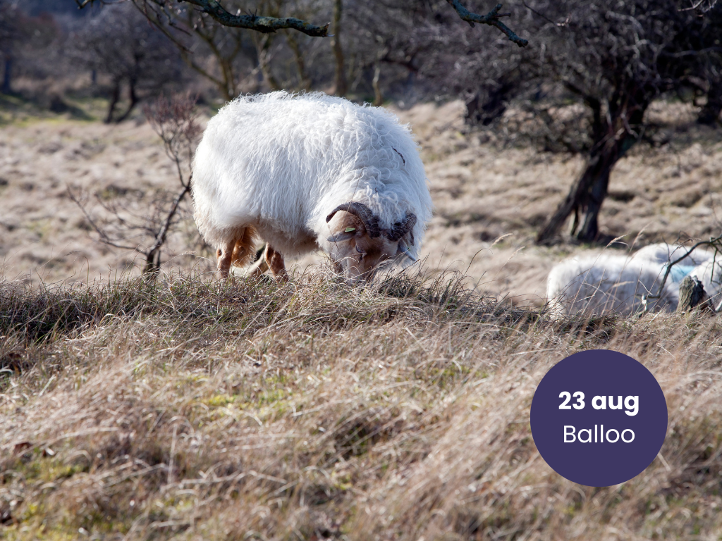 Wool March krijgt Drentse steun met viltmiddag bij de schaapskooi van Balloo